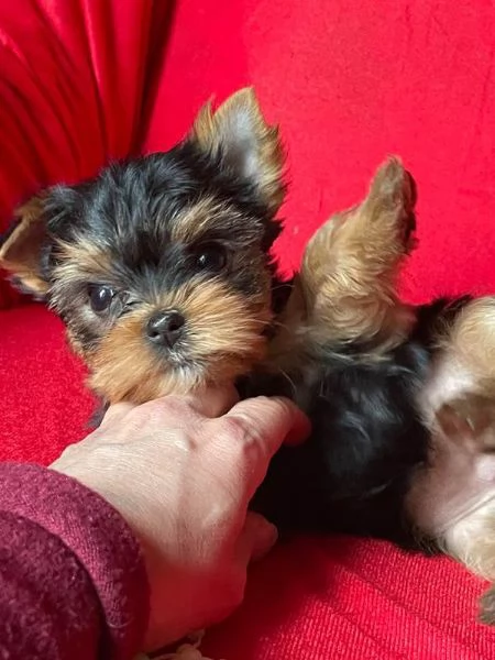 Cuccioli Yorkshire Terrier