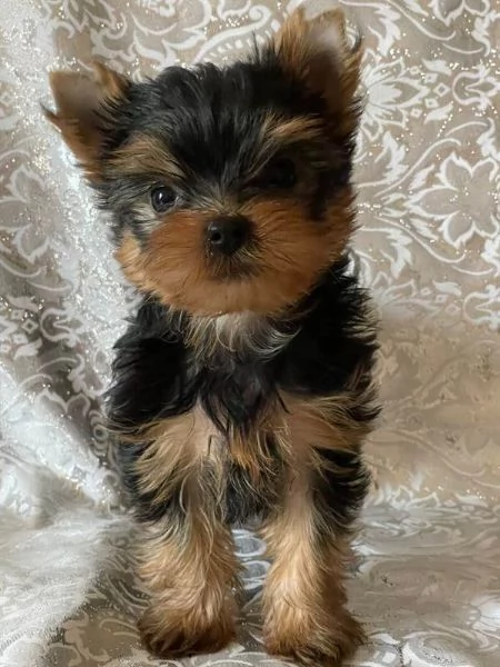 Cuccioli Yorkshire Terrier | Foto 0