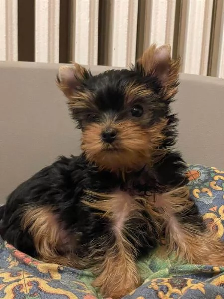  Disponibili cuccioli di Yorkshire terrier
