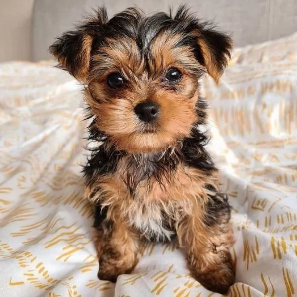 Cuccioli di Yorkshire registrati per adozione