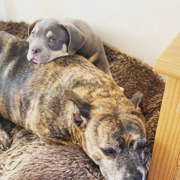 Cuccioli Di Pitbull  | Foto 1