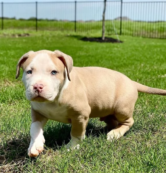 Cuccioli Di Pitbull  | Foto 0