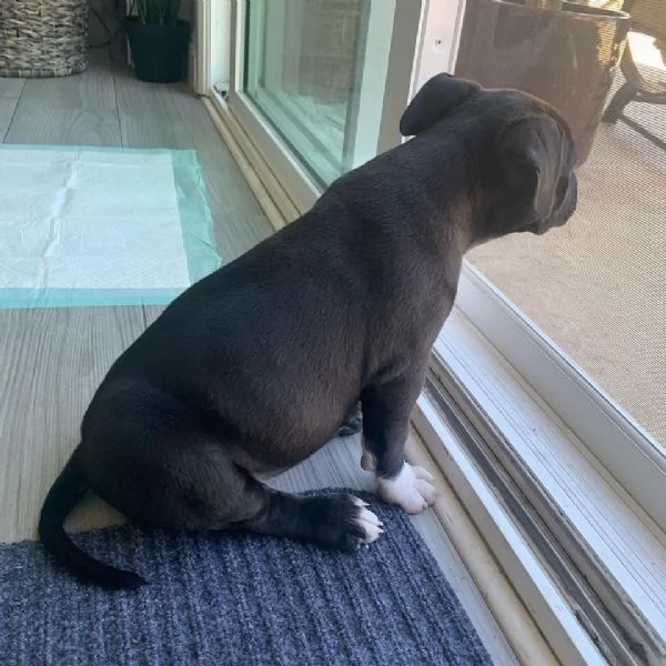 Cuccioli Di Pitbull 
