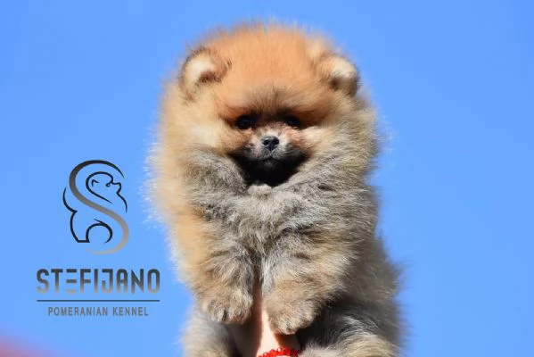 Cuccioli di Spitz Pomerania | Foto 3