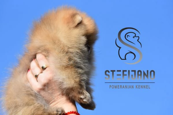 Cuccioli di Spitz Pomerania | Foto 2
