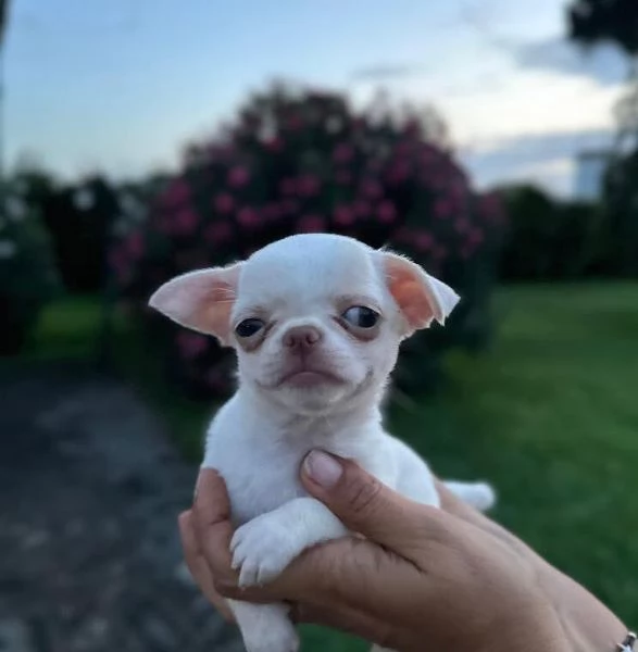 4 Chihuahua Toy cuccioli maschio e femmina