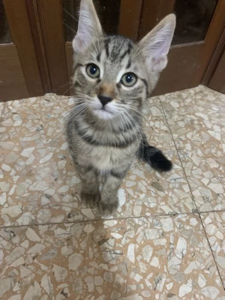 Regalo due gattini fratellini maschi due mesi e mezzo