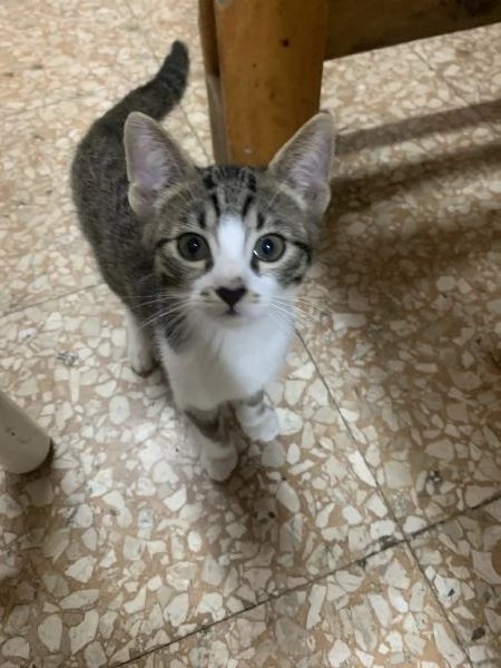 Regalo due gattini fratellini maschi due mesi e mezzo | Foto 0