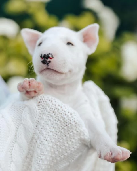 Bull Terrier cuccioli maschio e femmina | Foto 1