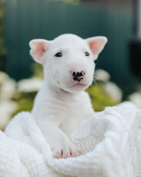 Bull Terrier cuccioli maschio e femmina | Foto 0