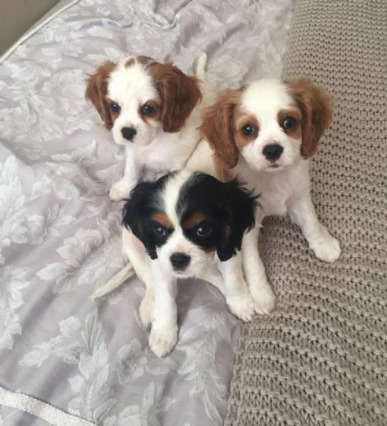 Cavalier King Charles cuccioli maschio e femmina