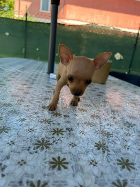 Pincher  | Foto 1