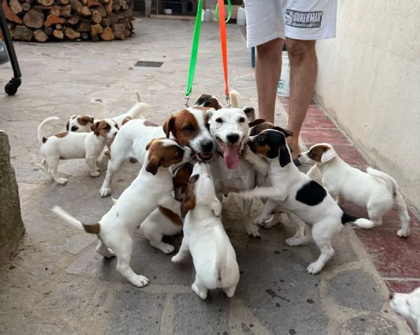 Vendo cuccioli jack Russell terrier con pedigree ROI 