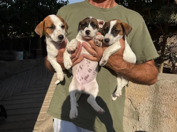Vendo cuccioli jack Russell terrier con pedigree ROI  | Foto 6