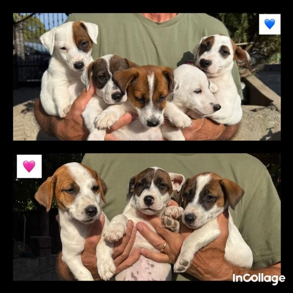 Vendo cuccioli jack Russell terrier con pedigree ROI  | Foto 5