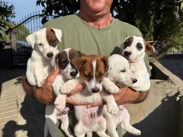 Vendo cuccioli jack Russell terrier con pedigree ROI  | Foto 4