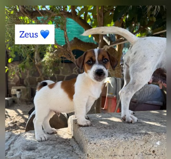 Vendo cuccioli jack Russell terrier con pedigree ROI  | Foto 3