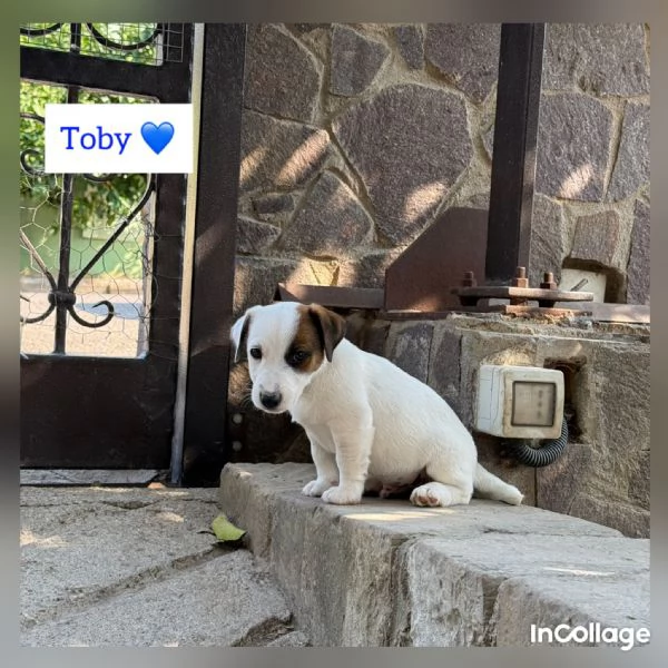 Vendo cuccioli jack Russell terrier con pedigree ROI  | Foto 2