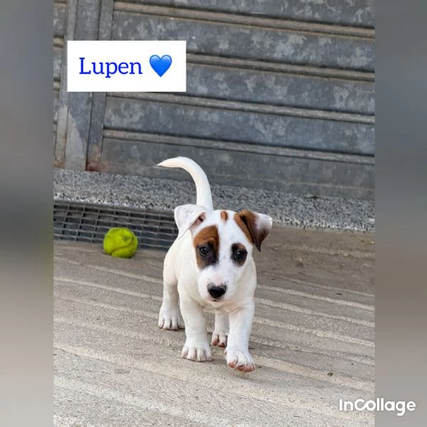 Vendo cuccioli jack Russell terrier con pedigree ROI  | Foto 1