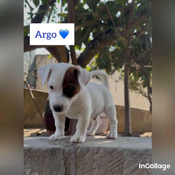 Vendo cuccioli jack Russell terrier con pedigree ROI  | Foto 0