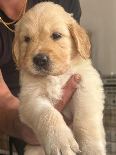Cuccioli golden retriever 