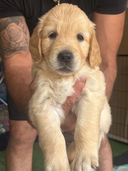 Cuccioli golden retriever  | Foto 2