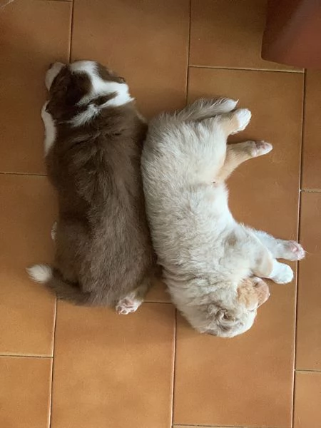Cuccioli pastore australiano con pedigree | Foto 6