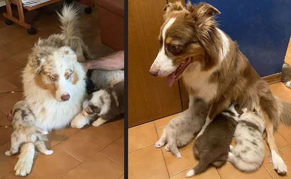 Cuccioli pastore australiano con pedigree | Foto 5