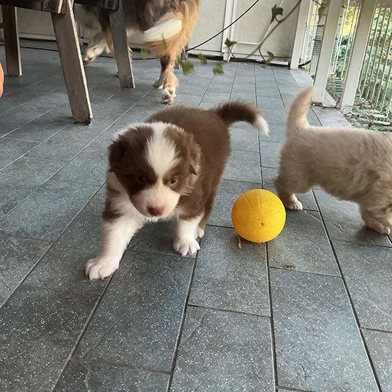 Cuccioli pastore australiano con pedigree | Foto 3