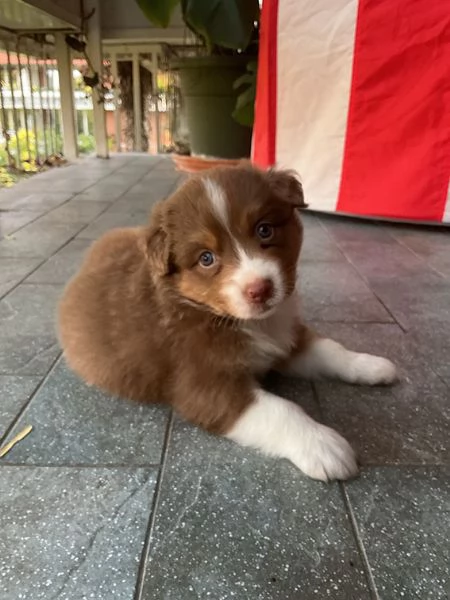 Cuccioli pastore australiano con pedigree | Foto 2