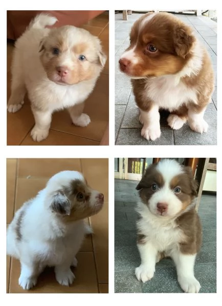 Cuccioli pastore australiano con pedigree