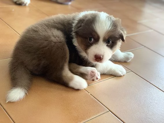Cuccioli pastore australiano con pedigree | Foto 1