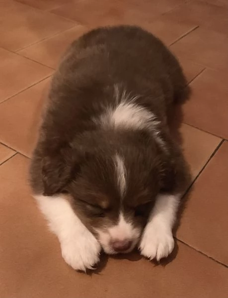 Cuccioli pastore australiano con pedigree | Foto 0