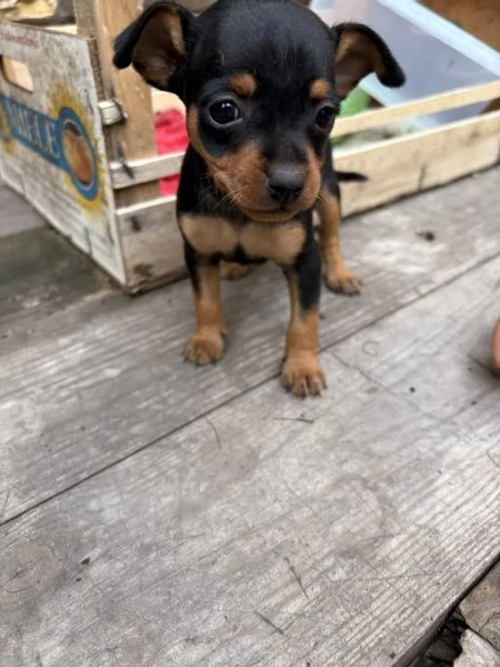 Cucciolo di pinscher 