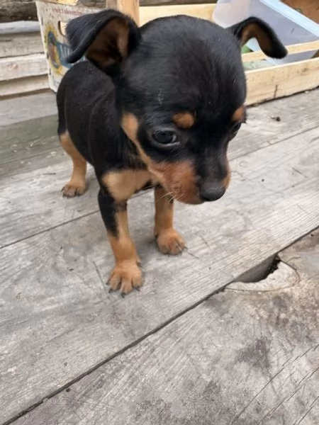 Cucciolo di pinscher  | Foto 1