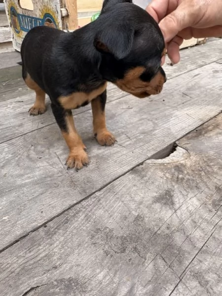 Cucciolo di pinscher  | Foto 0