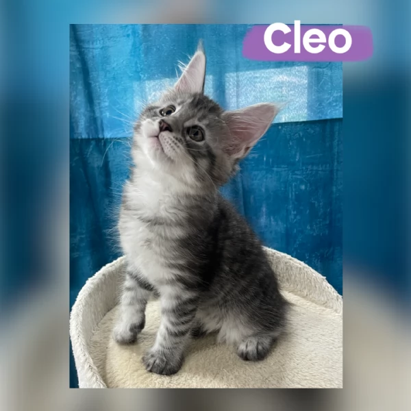 Allevamento Forever Chanel Maine Coon | Foto 4