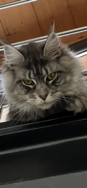 Maine coon cuccioli