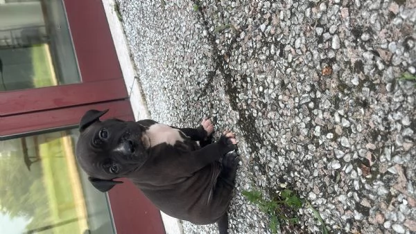 Disponibili 4 cuccioli di amstaff con pedegre | Foto 3