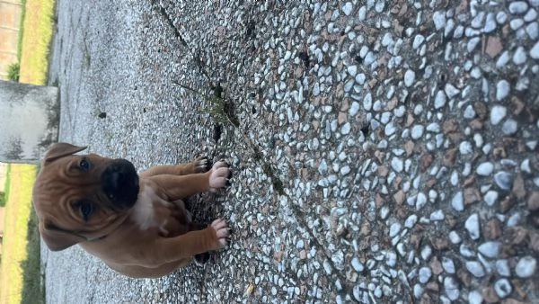 Disponibili 4 cuccioli di amstaff con pedegre | Foto 2