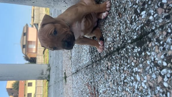 Disponibili 4 cuccioli di amstaff con pedegre | Foto 1