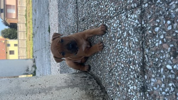 Disponibili 4 cuccioli di amstaff con pedegre | Foto 0