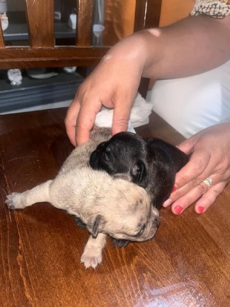 Cuccioli di Bulldog Francese disponibili 