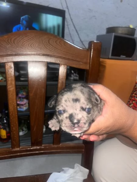 Cuccioli di Bulldog Francese disponibili  | Foto 3