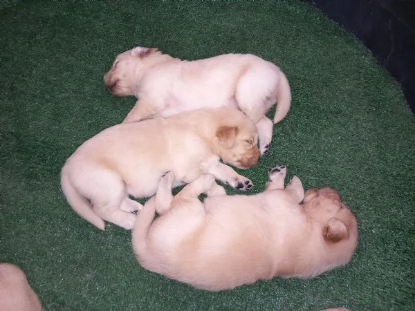 Golden retriever  | Foto 0
