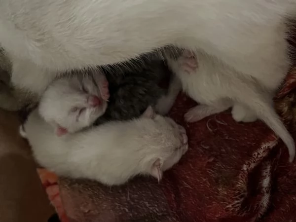Regalo gattini