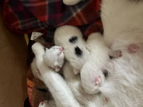Regalo gattini | Foto 1