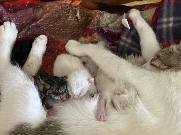 Regalo gattini | Foto 0