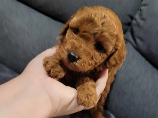 Cucciolo di Barboncino Toy | Foto 0