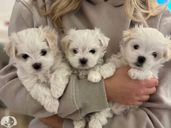 Maltese toy cuccioli